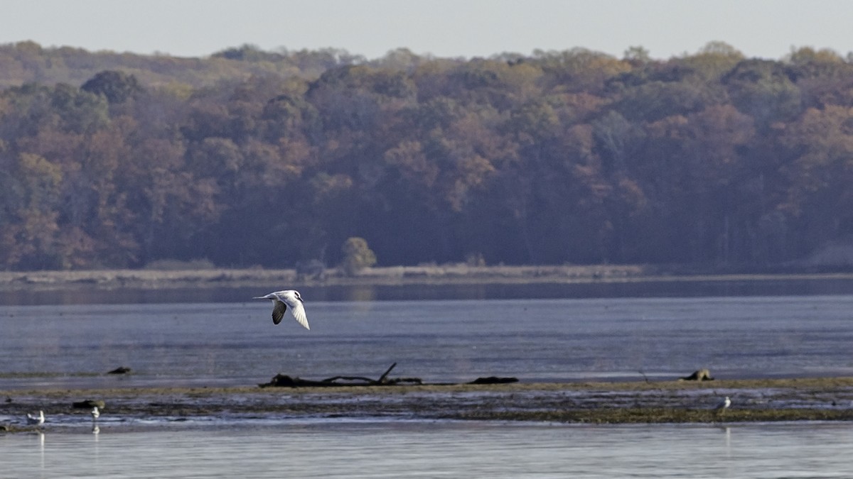 Charrán de Forster - ML644572856