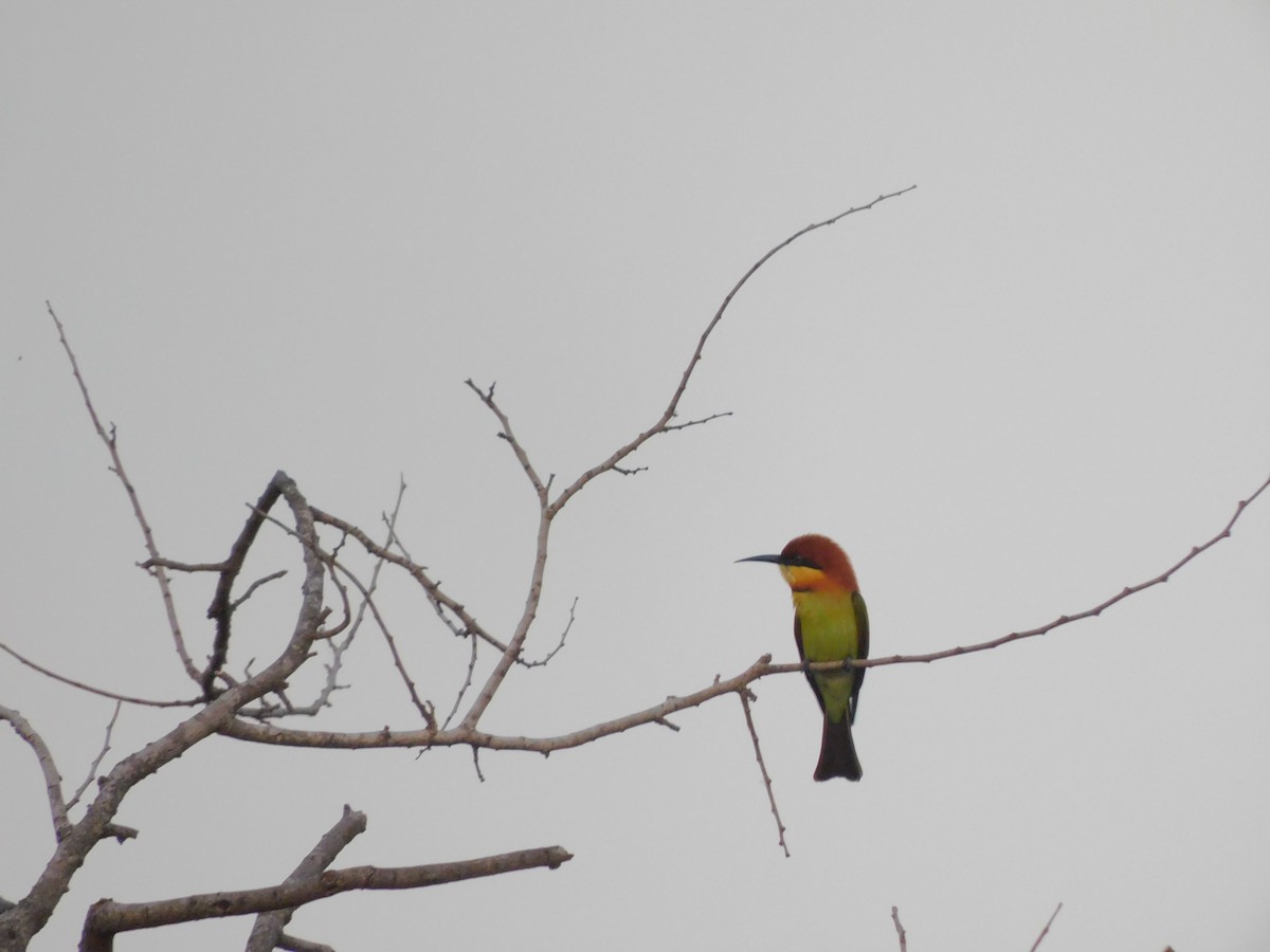 Guêpier de Leschenault - ML644572858