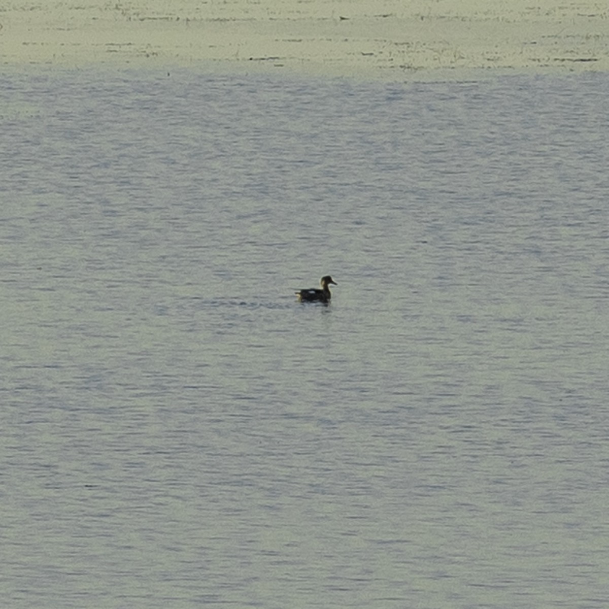 Gadwall - ML644572861