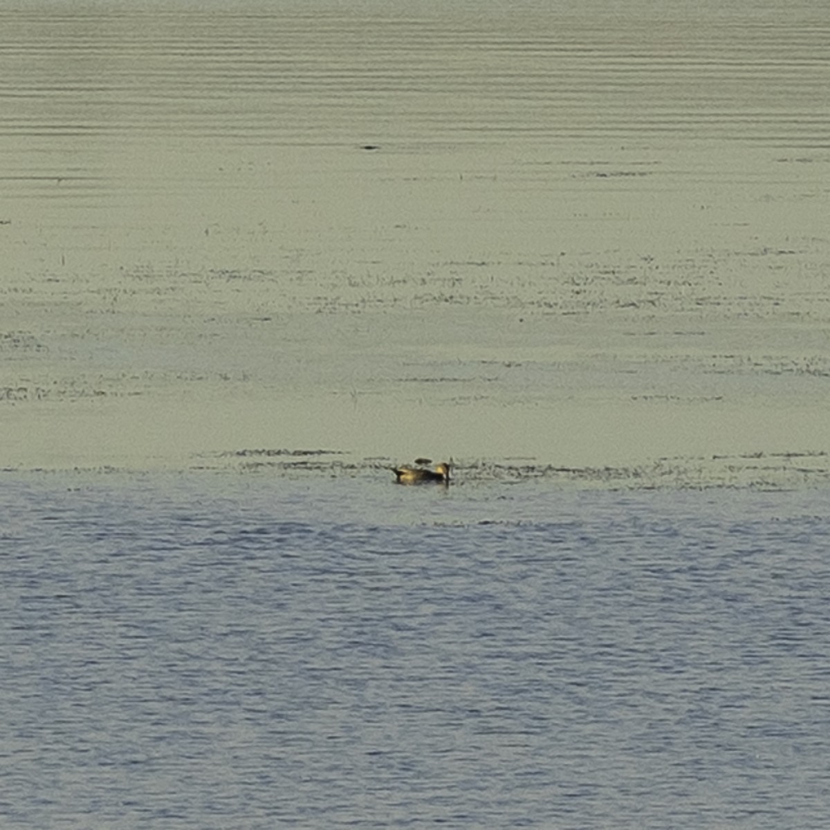 Gadwall - ML644572863