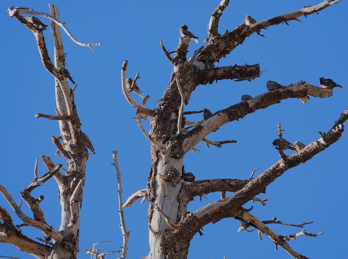 Pinzón Montano Nuquigrís - ML644572864