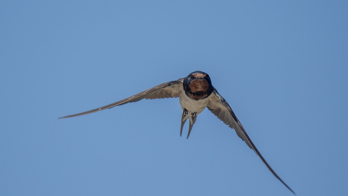 Hirondelle rustique - ML644572866