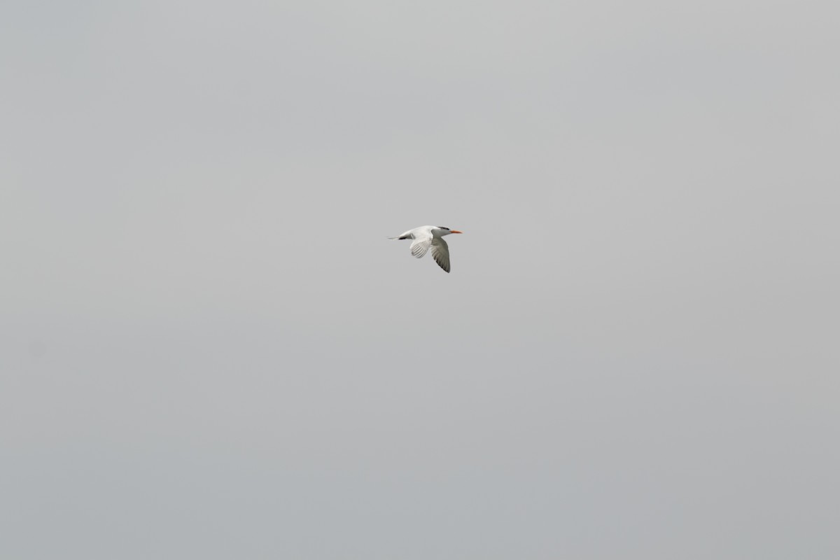 Royal Tern - ML644572868