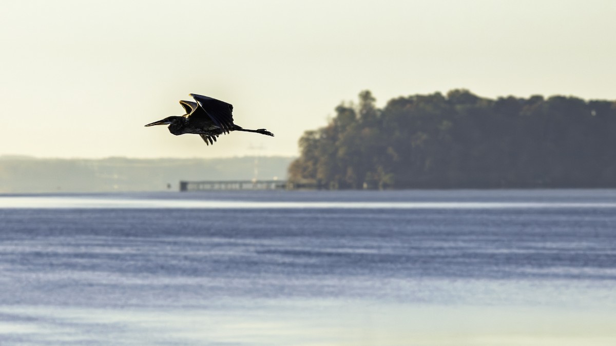 Great Blue Heron - ML644572871