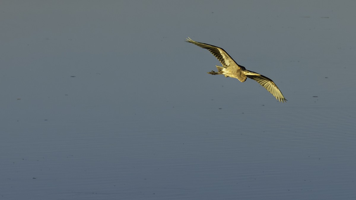 Great Blue Heron - ML644572875
