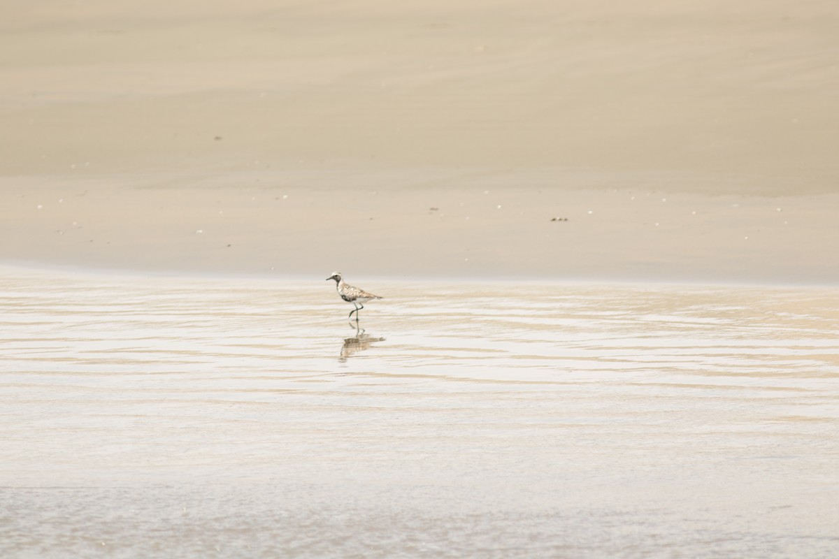 Black-bellied Plover - ML644572877