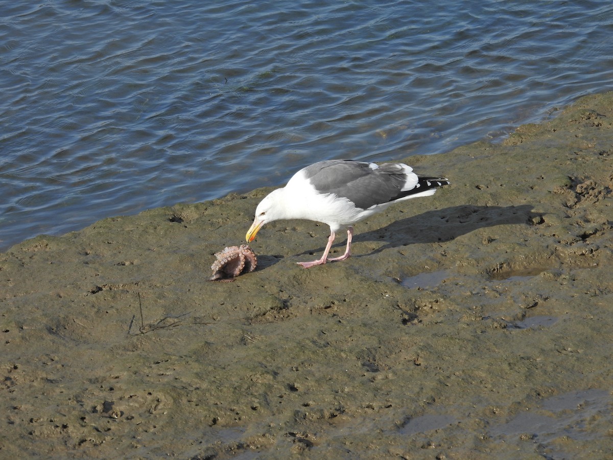 Мартин західний - ML644572885