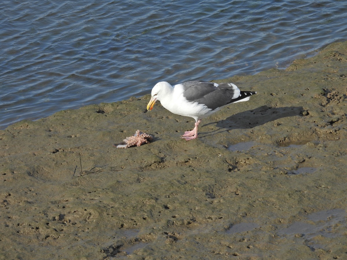 Мартин західний - ML644572887