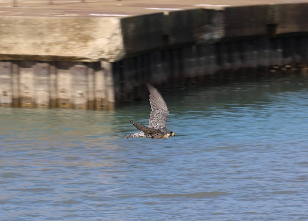 Peregrine Falcon - ML644572888