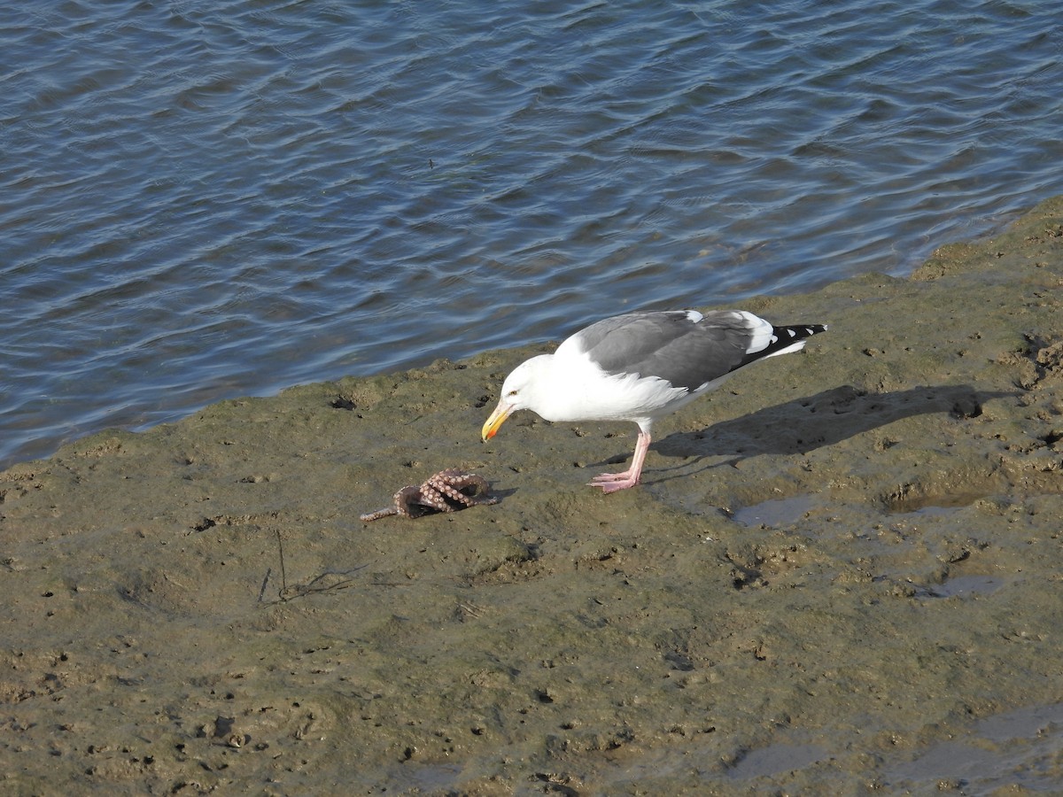 Мартин західний - ML644572890