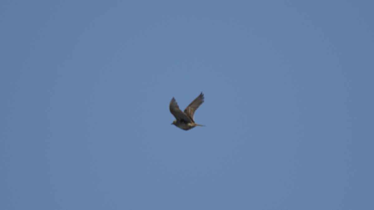 Anthus sp. - ML644572894