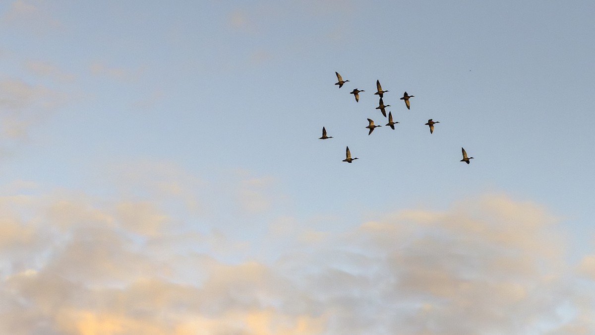 Зэрлэг нугас - ML644572895