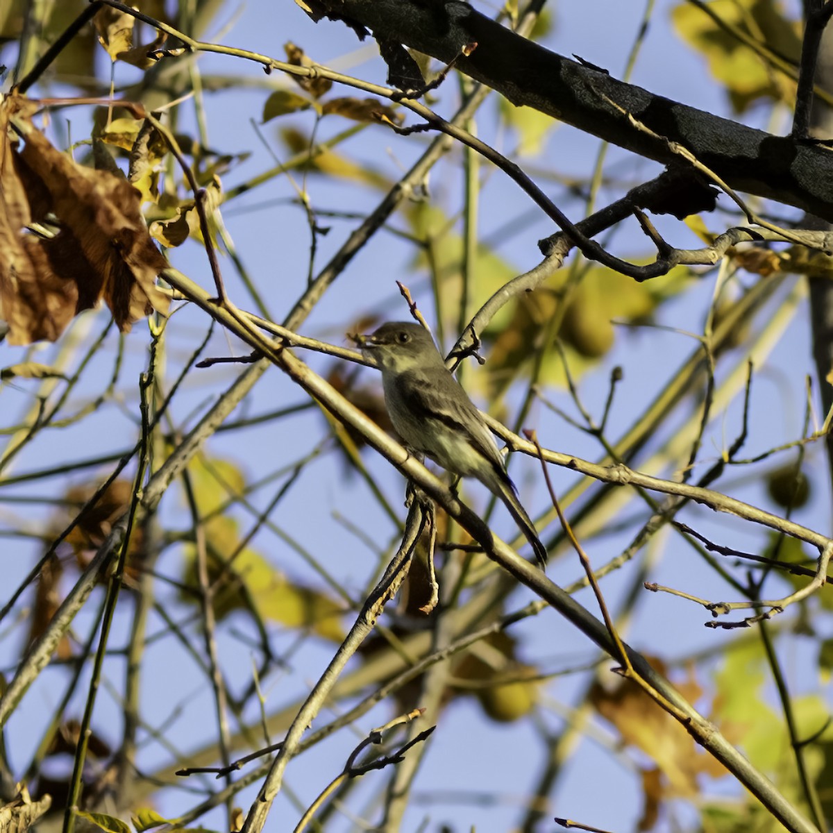 Eastern Phoebe - ML644572900