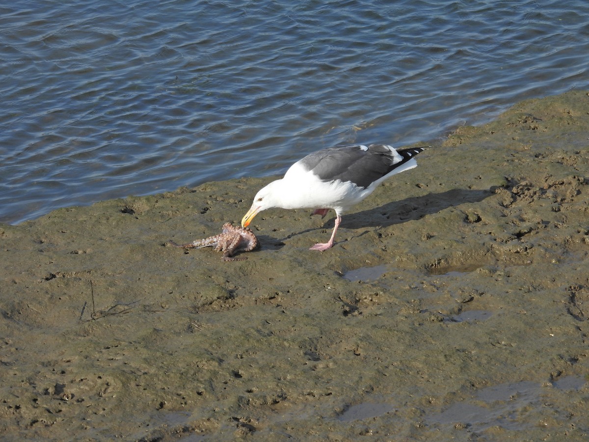 Мартин західний - ML644572901