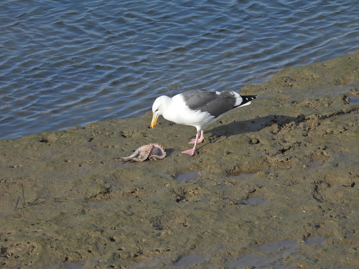 Мартин західний - ML644572903