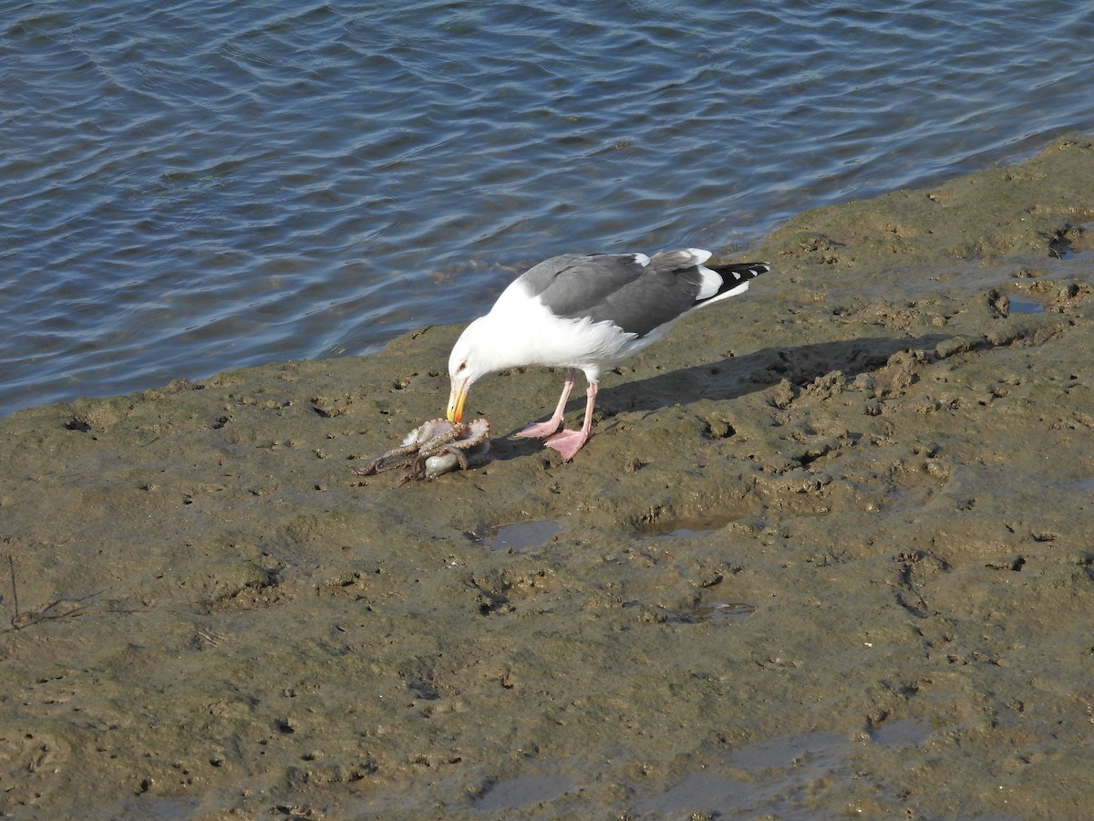 Мартин західний - ML644572910
