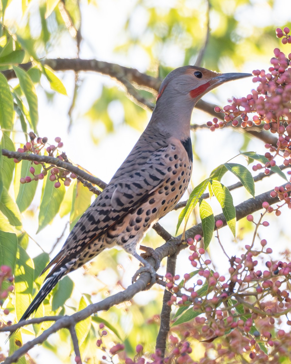 Northern Flicker - ML644572911