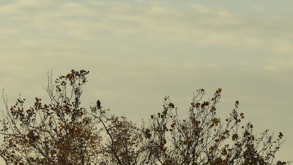 Red-shouldered Hawk - ML644572917