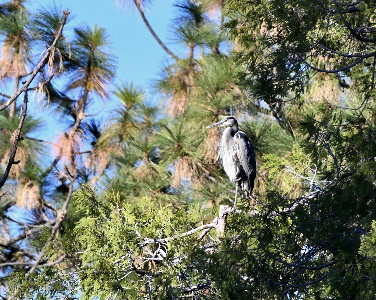 Great Blue Heron - ML644572918