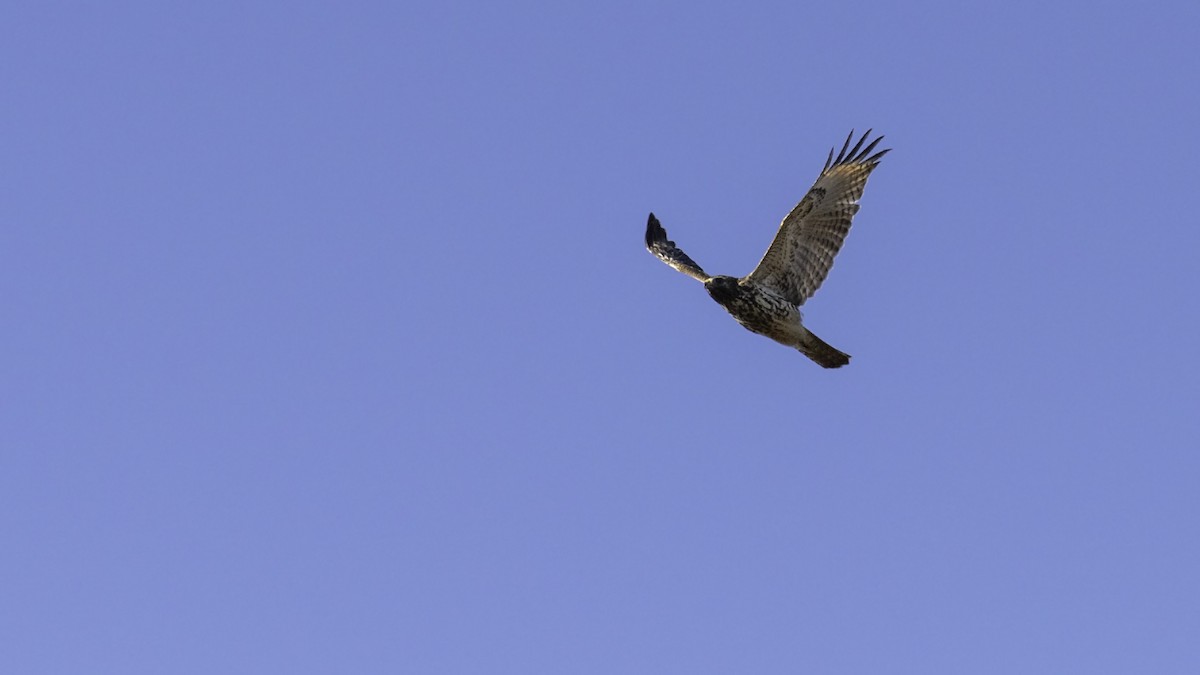 Red-shouldered Hawk - ML644572921