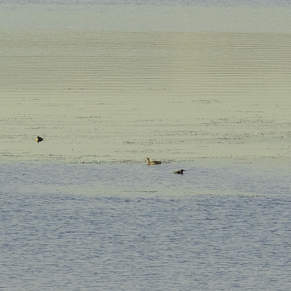 Американская савка - ML644572922