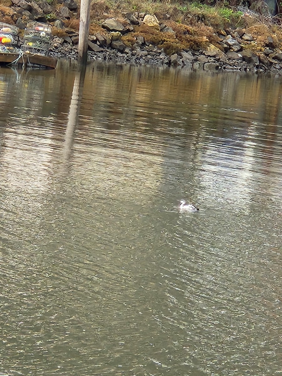 Plongeon catmarin - ML644572923