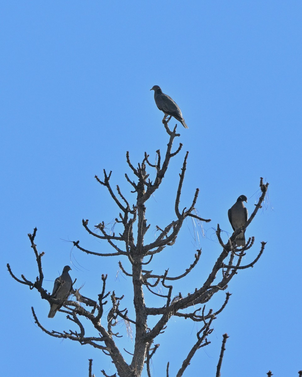 Band-tailed Pigeon - ML644572924