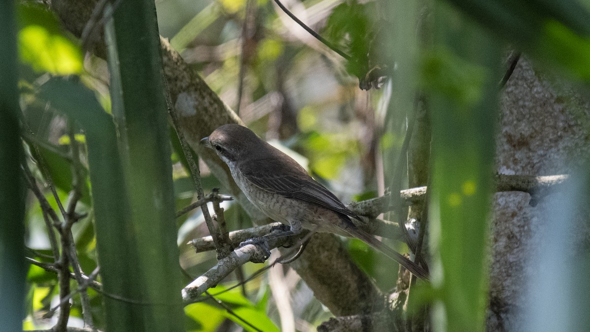 Pie-grièche brune - ML644572925