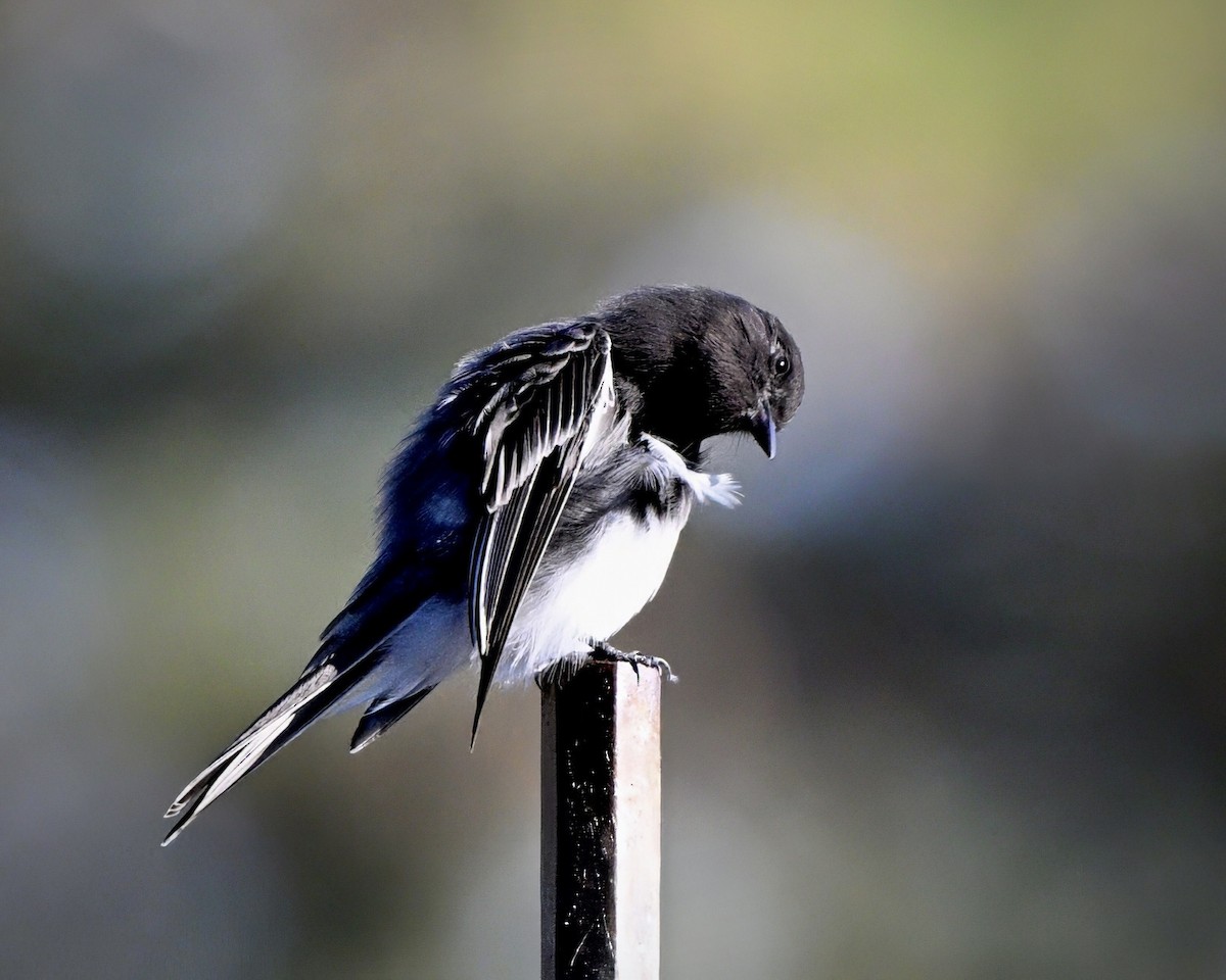 svartfibi - ML644572932