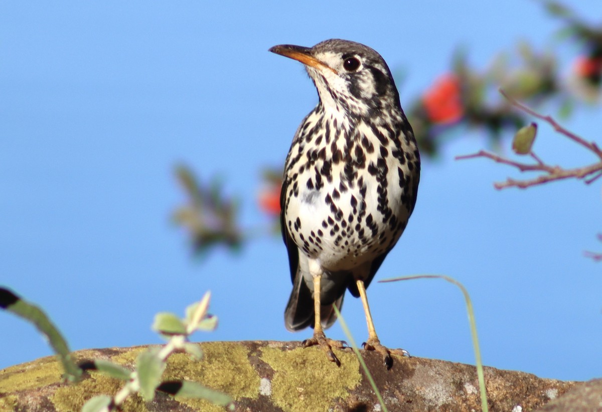 ウタツグミモドキ - ML644572934