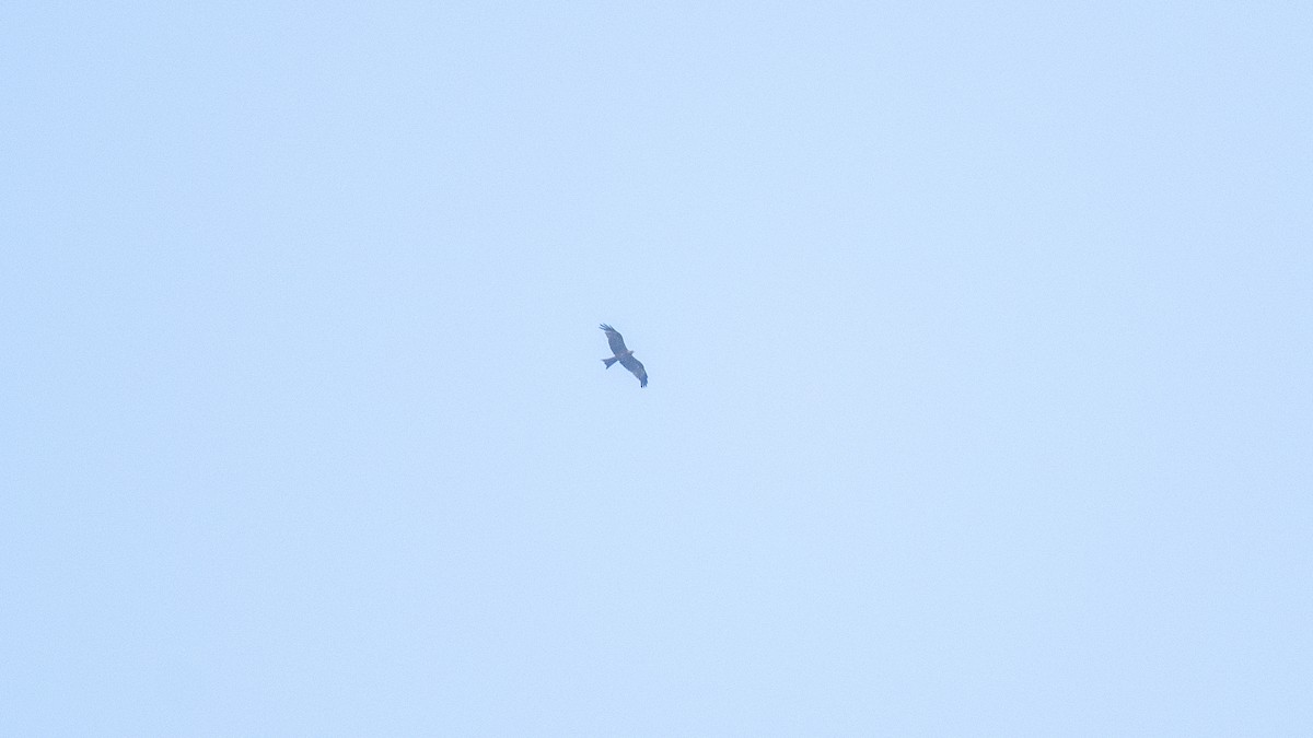 Milan noir - ML644572936