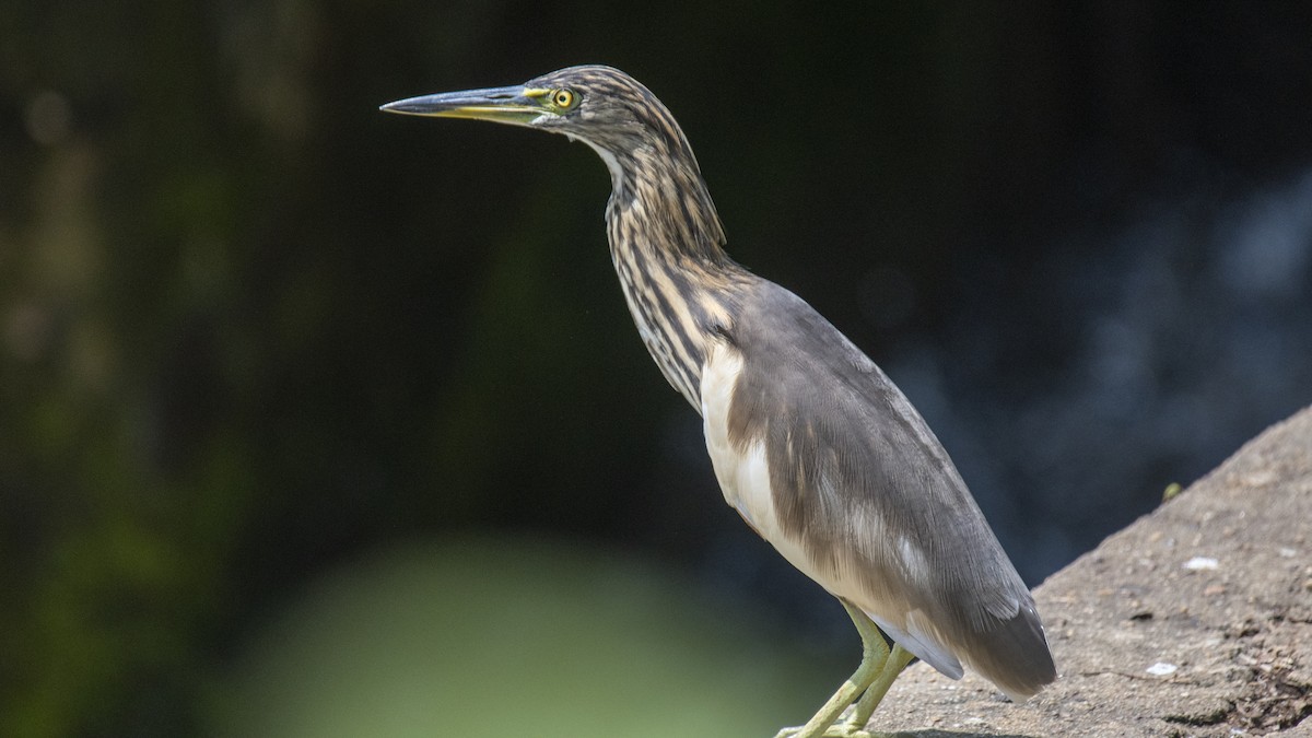 Crabier de Gray - ML644572937