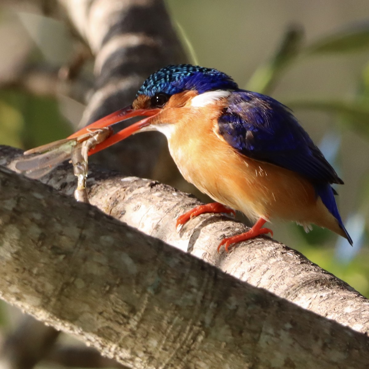 カンムリカワセミ - ML644572939