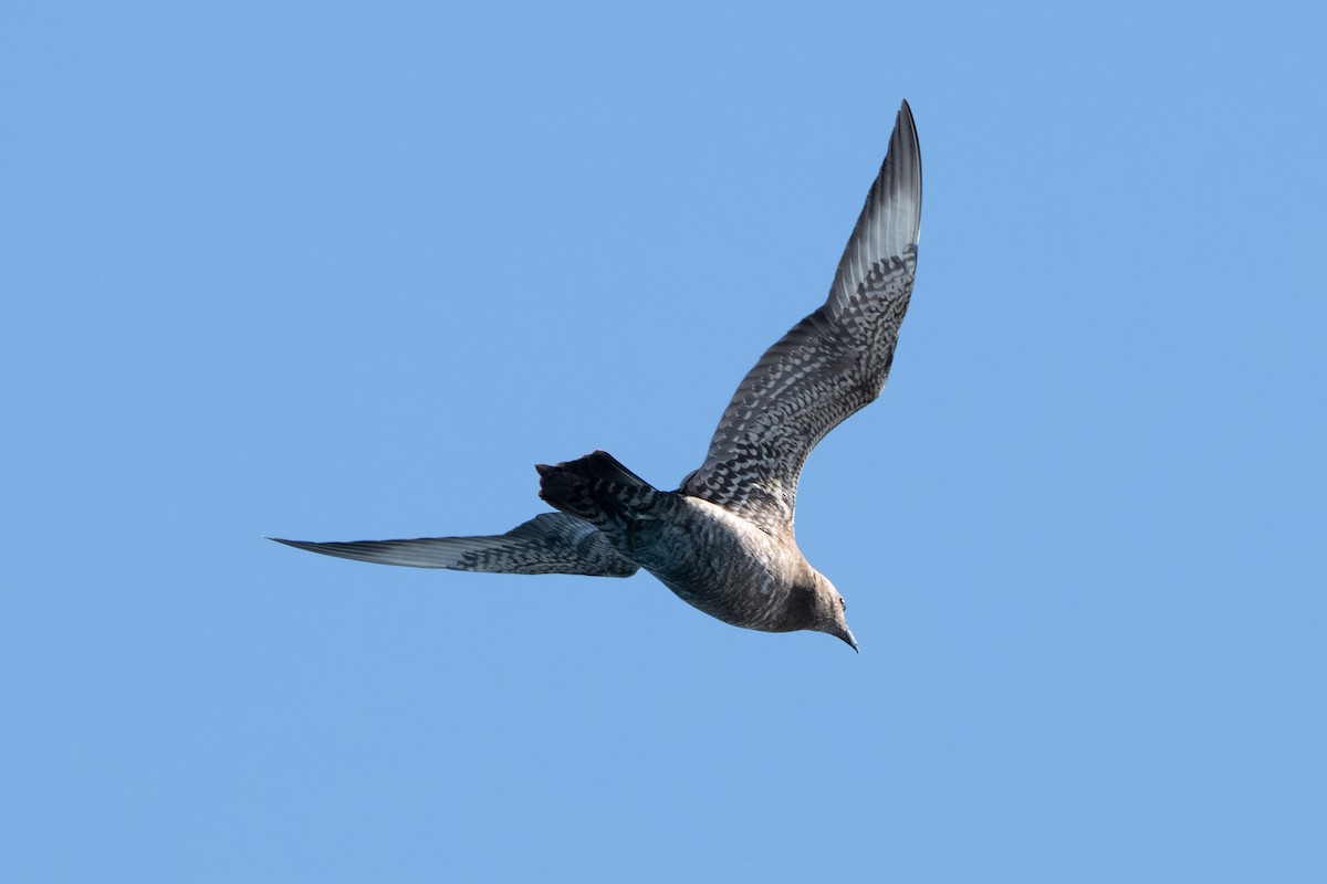 chaluha příživná - ML644572943