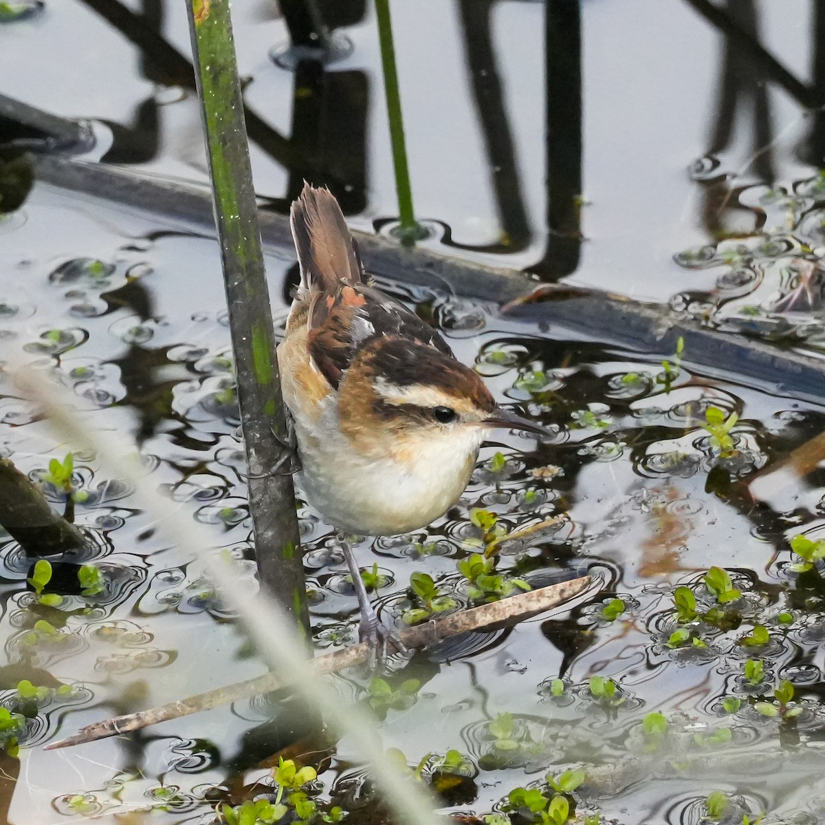 Wren-like Rushbird - ML644572944