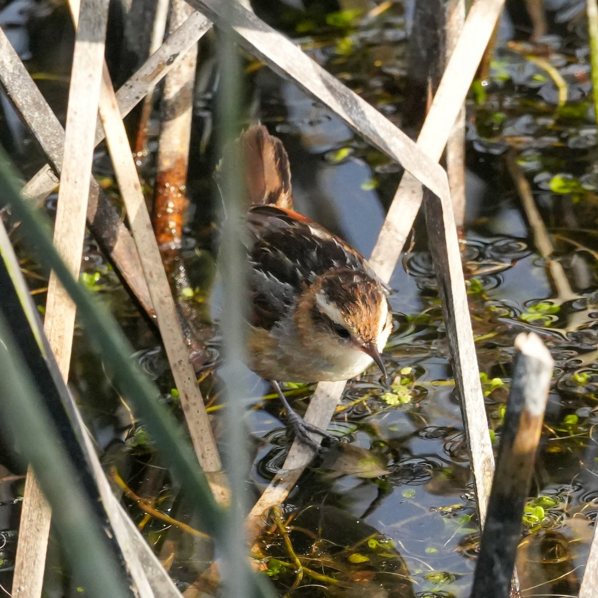 Wren-like Rushbird - ML644572945