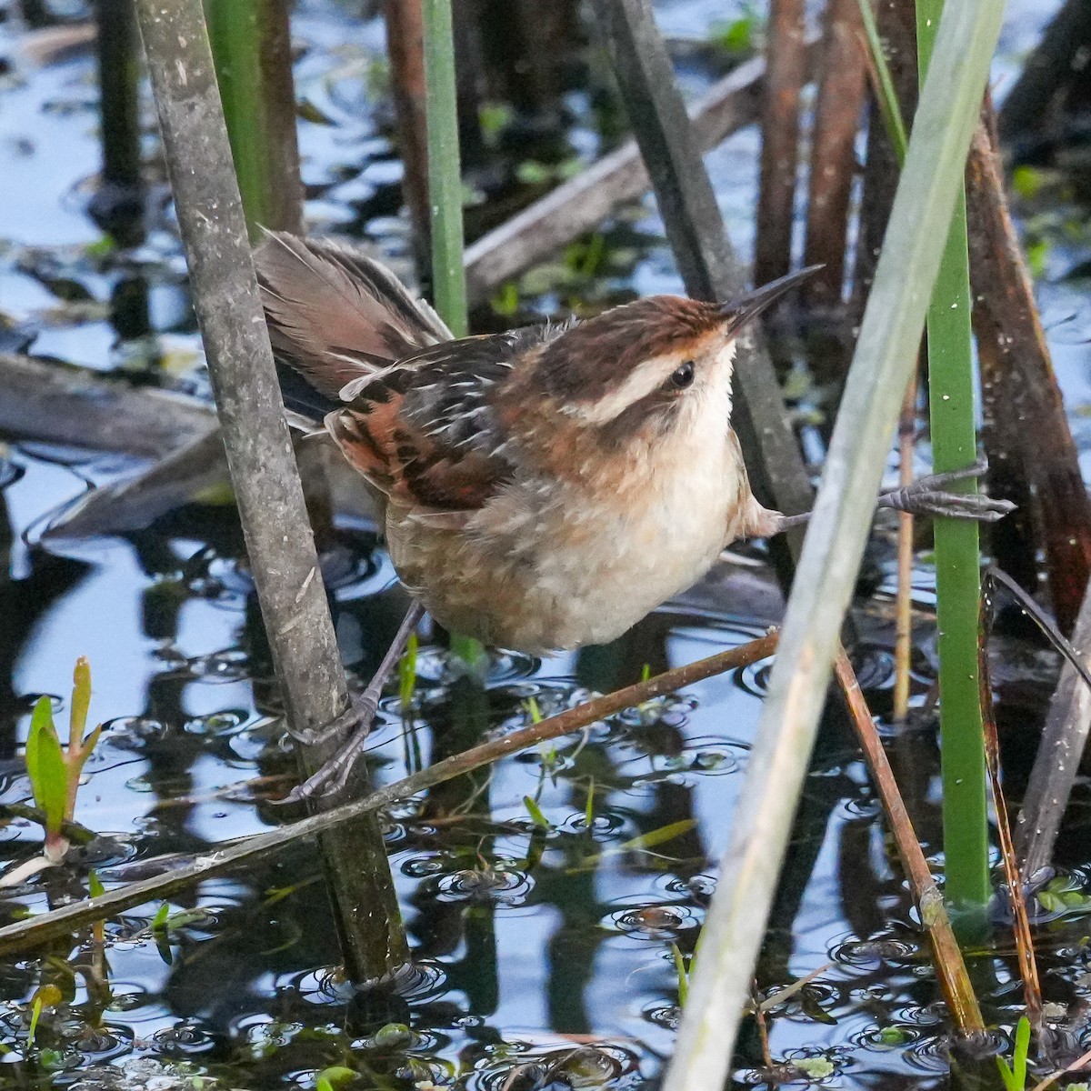 Wren-like Rushbird - ML644572946