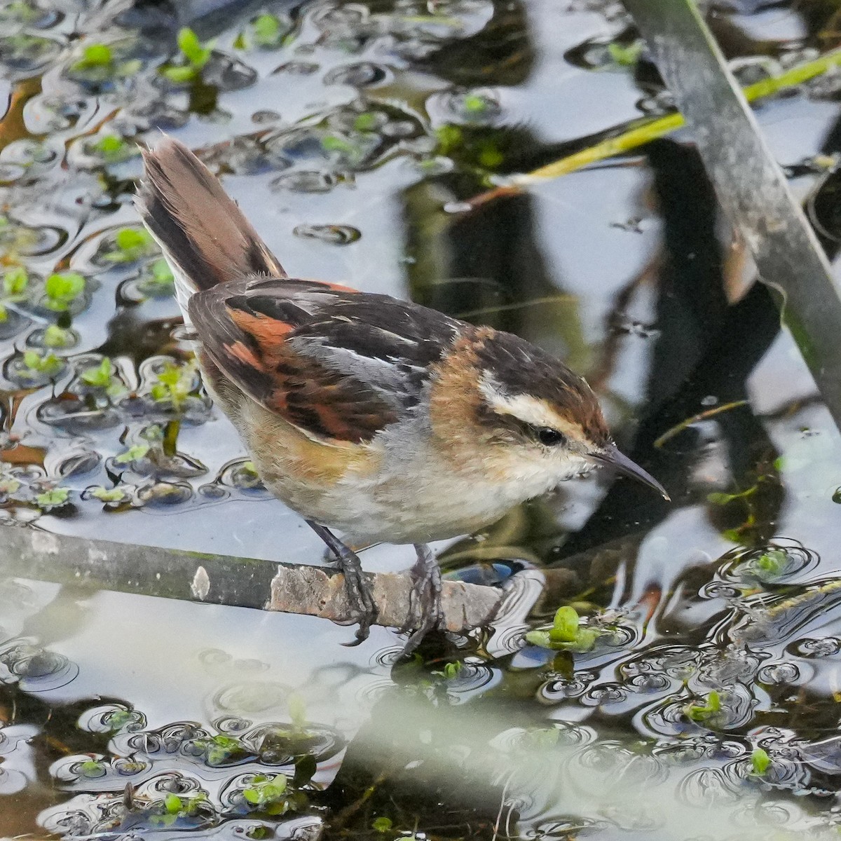 Wren-like Rushbird - ML644572947