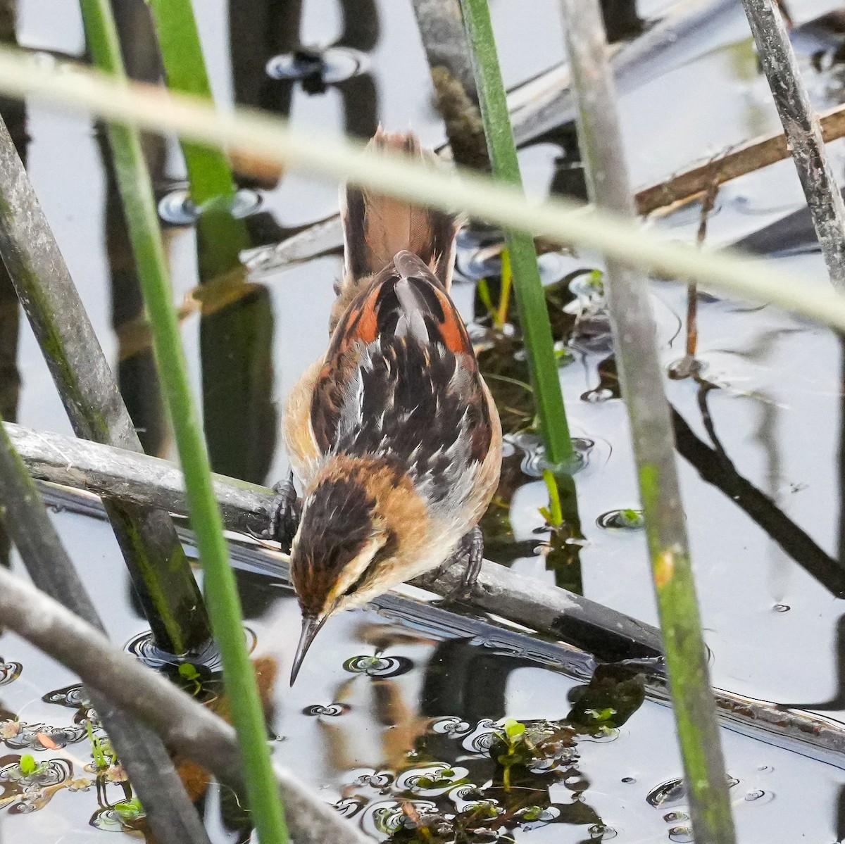 Wren-like Rushbird - ML644572949