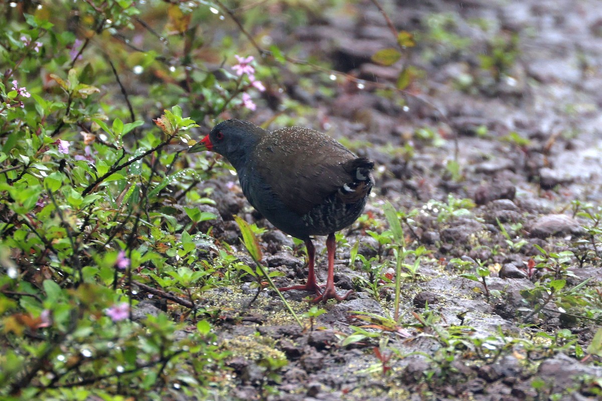 Râle à bec peint - ML644572951
