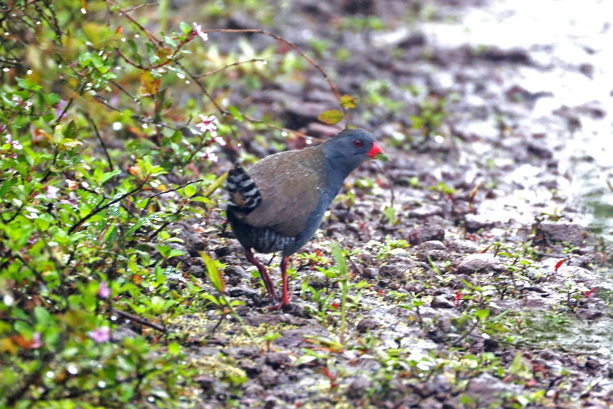 Râle à bec peint - ML644572952