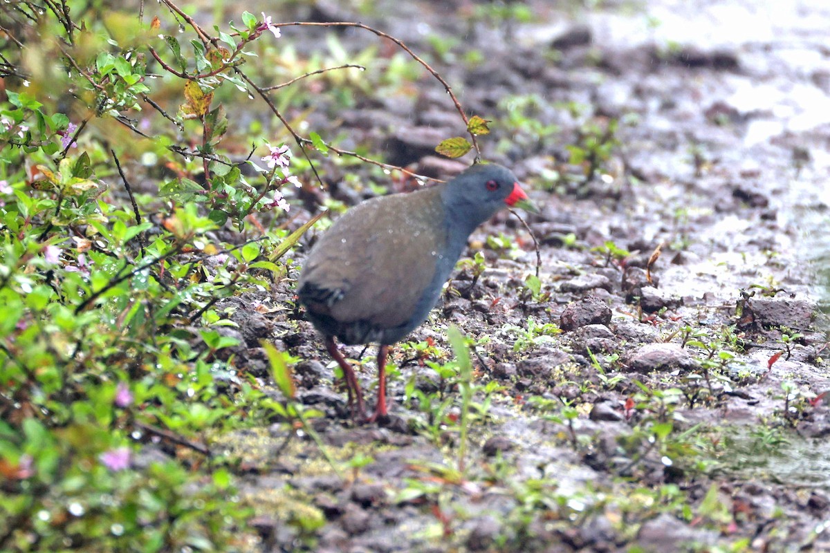 Râle à bec peint - ML644572953