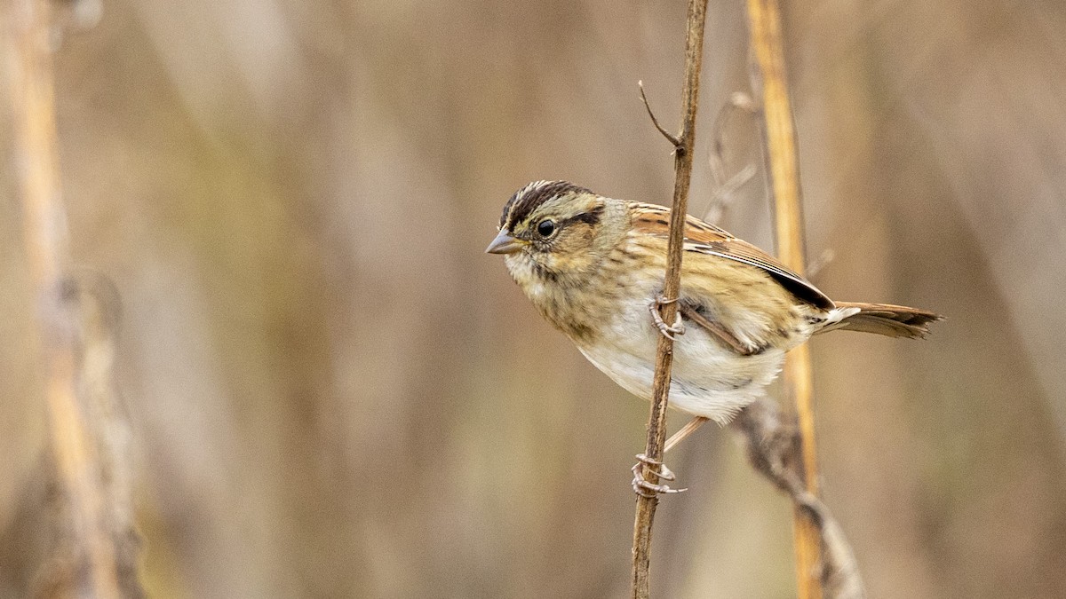 strnadec pruhohlavý - ML644572965