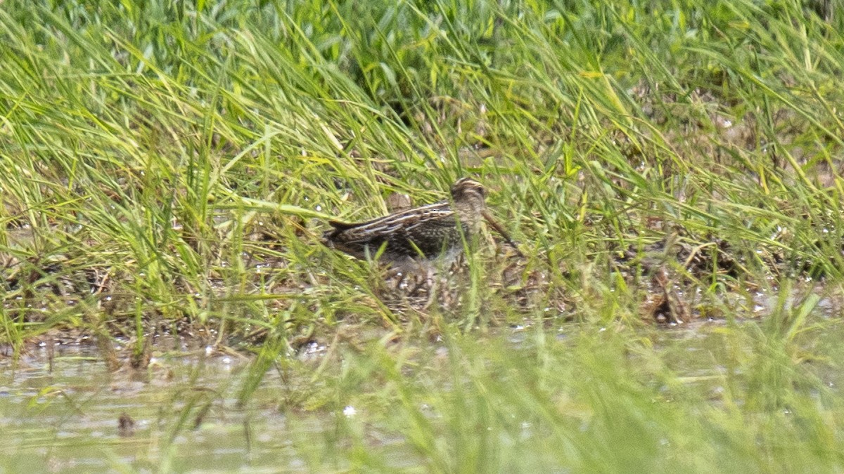 Gallinago sp. - ML644572972