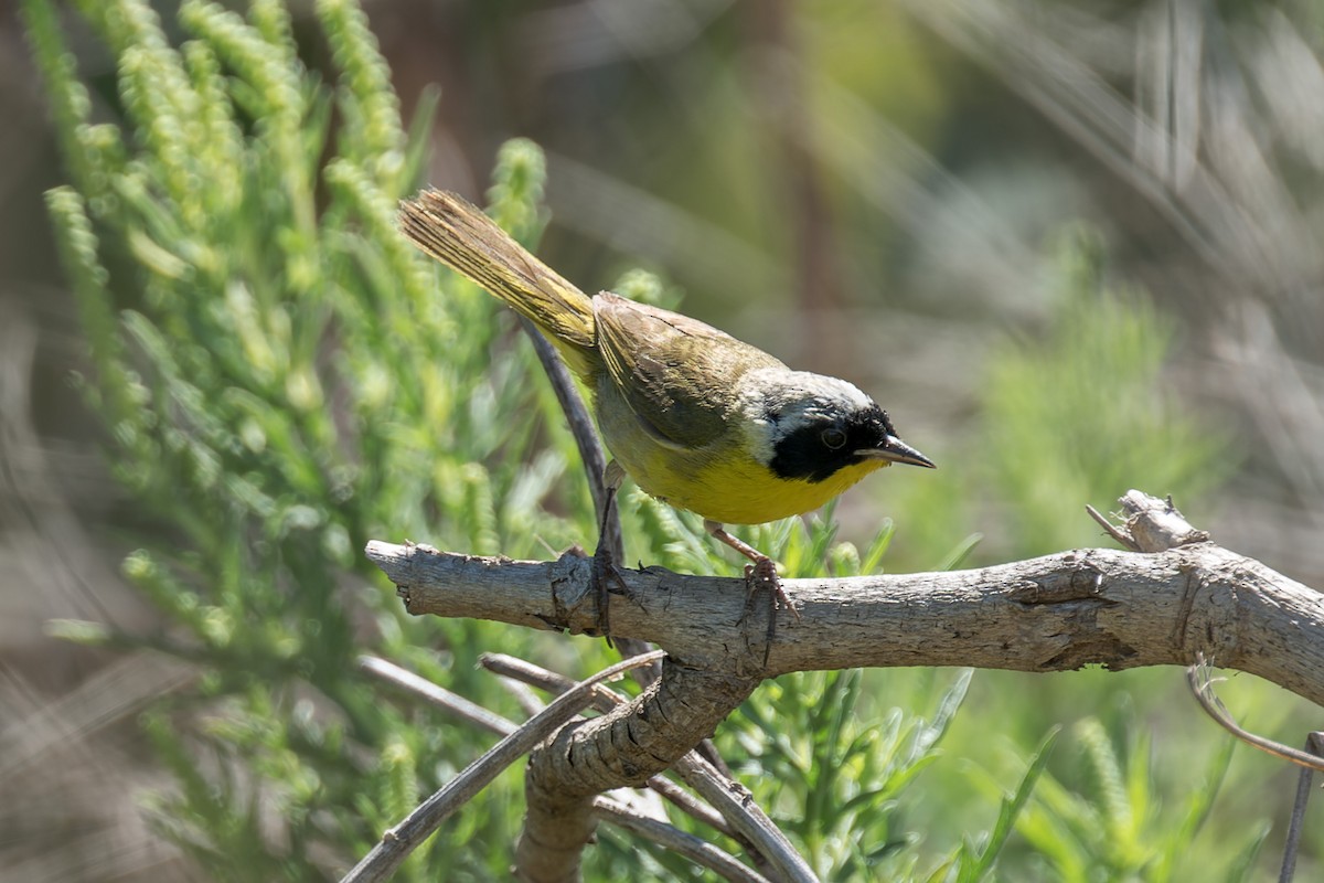 Common Yellowthroat - ML644572974