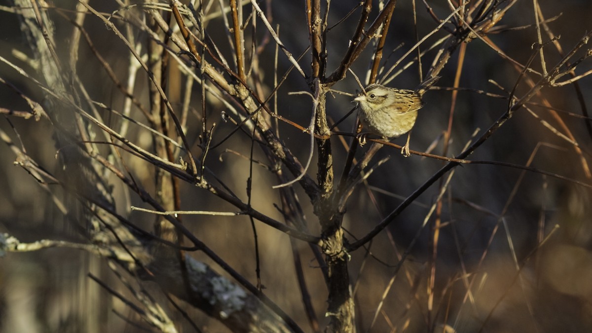 Болотная зонотрихия - ML644572984