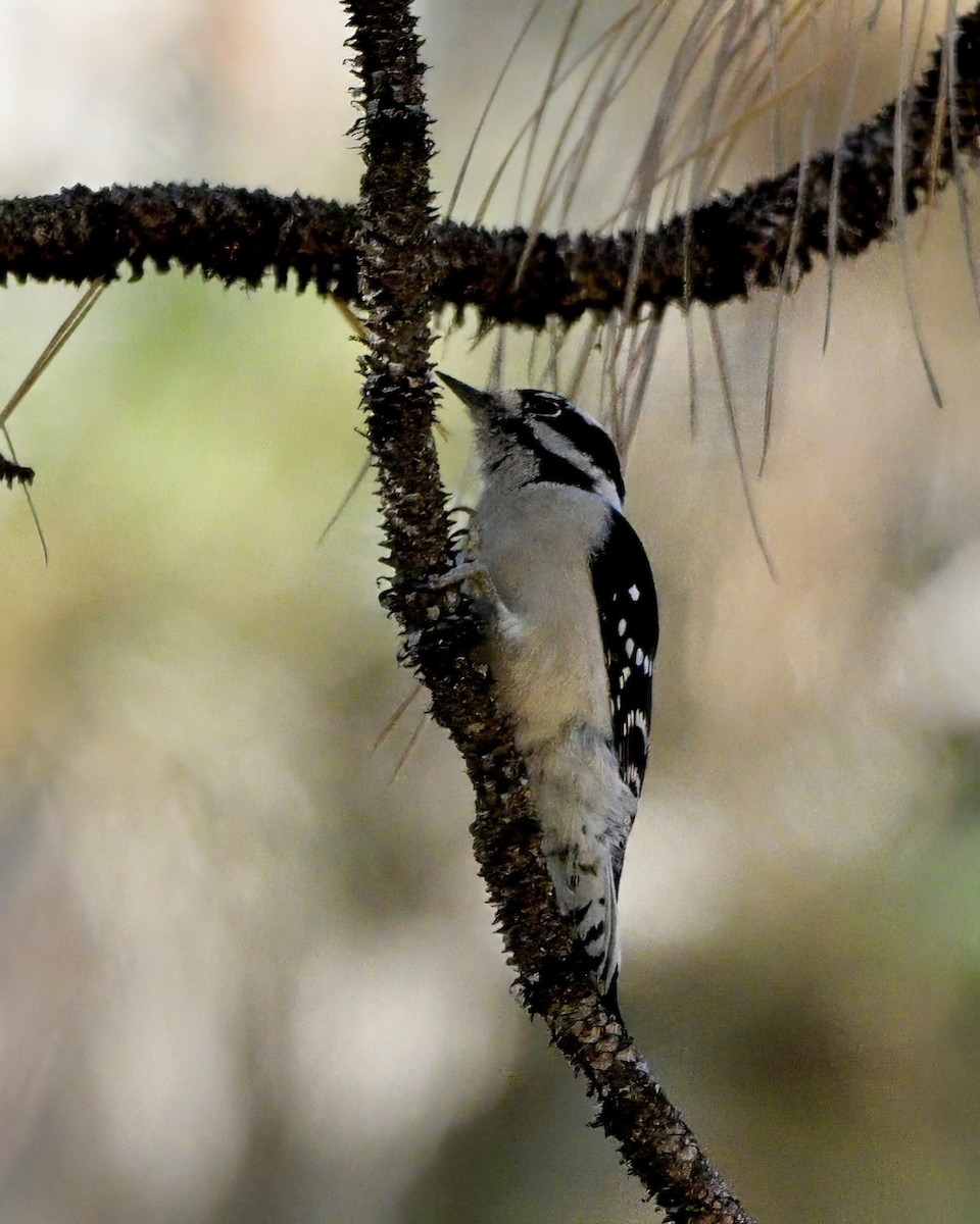 Yumuşak Tüylü Ağaçkakan - ML644572987