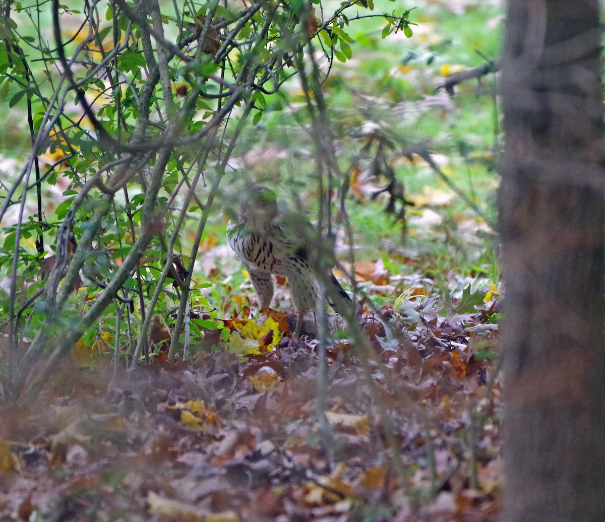 Яструб чорноголовий - ML644572989