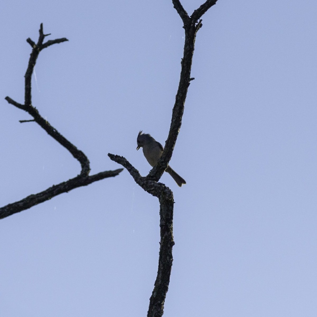 gråduskmeis - ML644572990