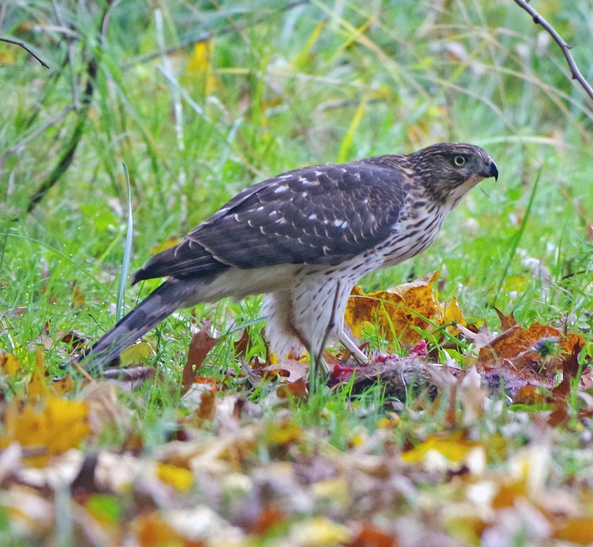 Яструб чорноголовий - ML644572995